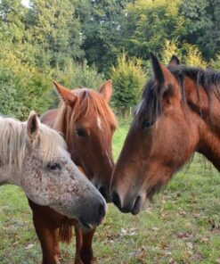 The horse safari tour in Marmaris is held near Değirmen, approximately 30 minutes away.